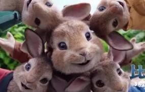 彼得兔电影,真人动画电影《比得兔》好看吗？