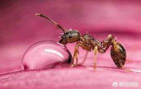 铁蚁,家中发现小红蚁怎样解决？