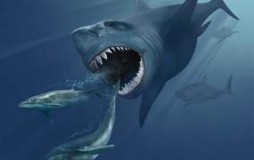 大王乌贼图片,大王乌贼能吃掉巨齿鲨吗？