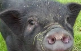 猪吃什么,猪为什么只吃玉米和豆粕？