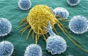 干细胞是指什么的细胞,人体免疫细胞都包括哪些？