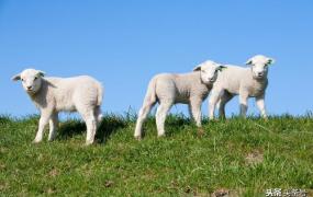 属羊羊年运程,生肖羊暴富后会有哪些表现？