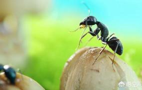 蚂蚁是二维生物吗,为什么很多人说蚂蚁是二维动物？