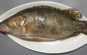 红烧桂鱼,鳜鱼蒸制好吃还是红烧好吃？