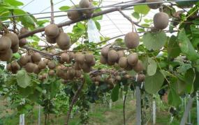 米良美一,怎样提高猕猴桃栽培效益？