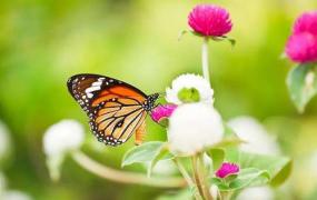 蝴蝶习性,蝴蝶的结构特征和生活习性？
