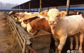 养20头牛国家补贴多少,养牛有什么补贴吗？怎样申请呢？