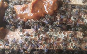 夏一波,中蜂养殖，如何应对炎热的夏季？