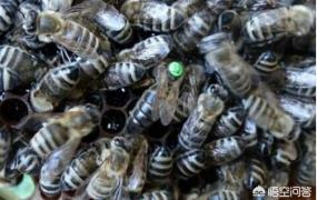 蜜蜂怕什么怎么驱赶,养蜂时怎样才能驱除黑蜂？