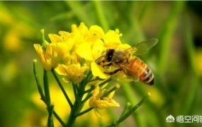 马蜂窝的药用价值,什么时候是找蜂的好季节？