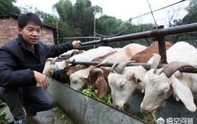 生猪养殖创业,养殖猪和羊哪个利润最大？