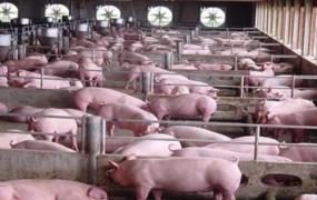 养猪创业的故事,养2000头猪一年能赚多少钱？