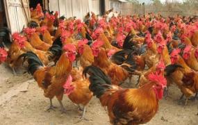 农村创业养鸡,新手怎么在农村做鸡养殖？