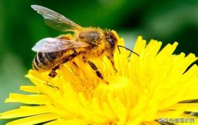 蜜蜂养殖创业,无人居住的室内适合养蜜蜂吗？