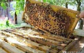 蜜蜂养殖创业,2020年做什么养殖好？