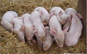在家创业养殖好项目,农村人在家创业养猪怎么样？
