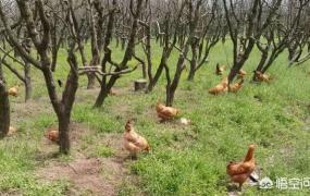 养鸡创业故事,怎样把生态养鸡做成一个产业链？