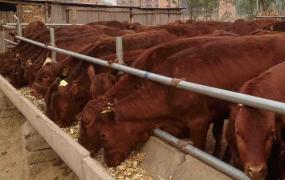 养牛创业故事,小规模肉牛养殖如何起步？