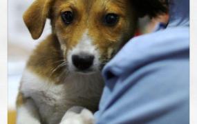 南昌市互联网创业协会,在南昌，哪里可以领养小动物？