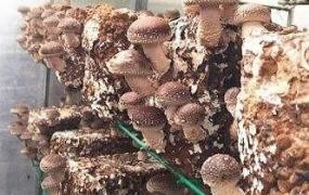 创业种蘑菇,农村种植食用菌有前途吗？