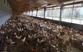 杀鸡创业,大量土鸡有什么办法出售？