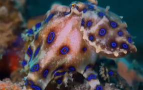 在浅海区游玩时遇到蓝环章鱼该怎么办？请先记住，越漂亮的越危险