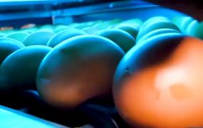 我们每天都要吃大量鸡蛋，这些鸡蛋是怎么来的？
