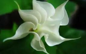 曼陀罗花花语白色（有毒的曼陀罗之花）