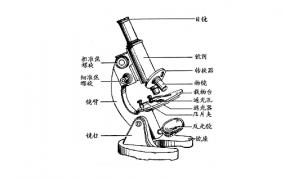 显微镜各部分结构的作用