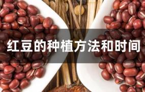 红豆的种植方法步骤(红豆的种植时间和生长条件)