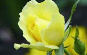 黄玫瑰的寓意跟象征花语(黄玫瑰的寓意和花语)