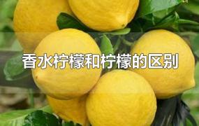 香水柠檬和柠檬的区别图片(香水柠檬市场价多少钱一斤)