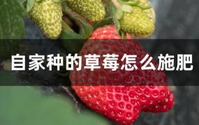 自家种的草莓怎么施肥 视频(自家种的草莓怎么施肥多)