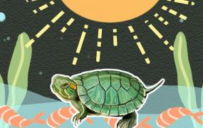 巴西龟可以晒太阳吗?(巴西龟可以晒太阳吗(可以晒多久)