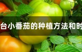 阳台种植小番茄的窍门(小番茄冬天能在阳台种吗)