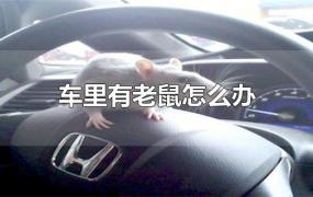 老鼠进车里面怎么处理如何驱赶(车里进老鼠驱除办法)