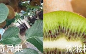 奇异果与猕猴桃的区别图片(奇异果与猕猴桃的区别)