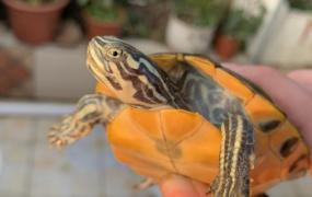 火焰龟属于巴西龟吗(火焰龟跟巴西龟有什么区别)