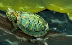 巴西龟有什么特点和性格(巴西龟有什么特点)