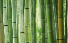 竹子移植方法与技术视频(竹子移植方法与技术催催)