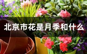 北京市花为什么是月季(北京市花月季象征意义)