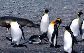 企鹅一般在几月份产卵呢(企鹅一般在几月份产卵 A3月 B4月 C5月 D6月)