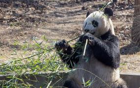 大熊猫生活环境特点是怎样的(大熊猫生活环境特点图片)