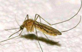 蚊子为什么不灭绝