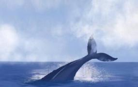 海蓝时见鲸出自哪里