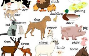 动物英语怎么说