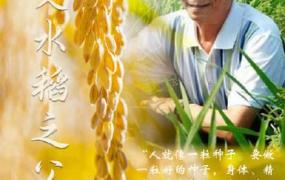 袁隆平什么时候发明水稻