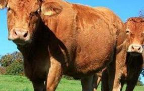 牛为什么被称为反刍动物