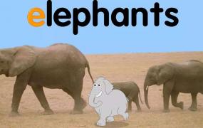 大象英语单词怎么写