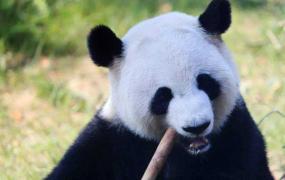 关于熊猫的资料大全